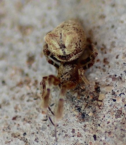 Uloborus plumipes